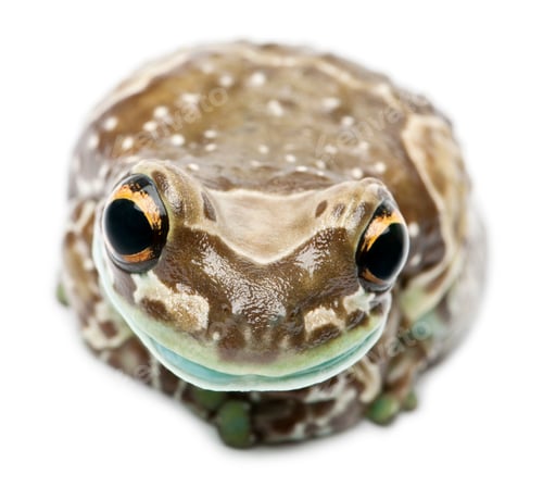 Preview: Amazon Milk Frog, Trachycephalus resinifictrix, in front of white background