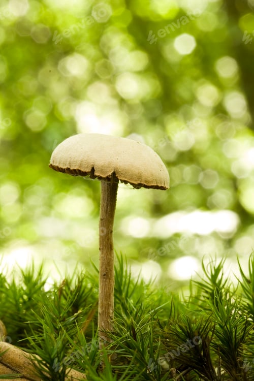 Preview: mushroom close up