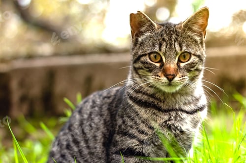 Preview: Portrait of a funny beautiful fluffy cat with green eyes outdoors, pets.