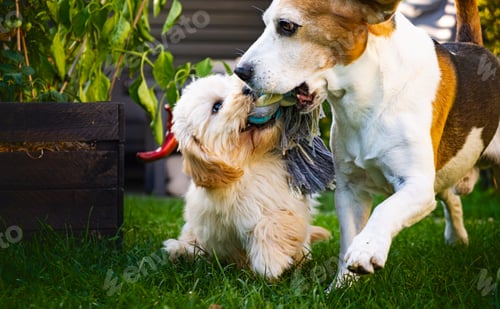 Preview: Beagle and Maltipoo Puppy Tug of War