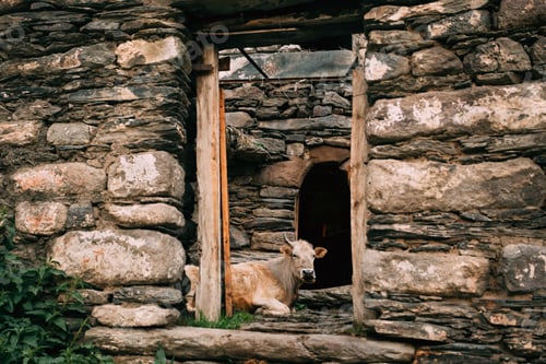 Preview: Georgia. Cow Lying In Shed In Georgian Village