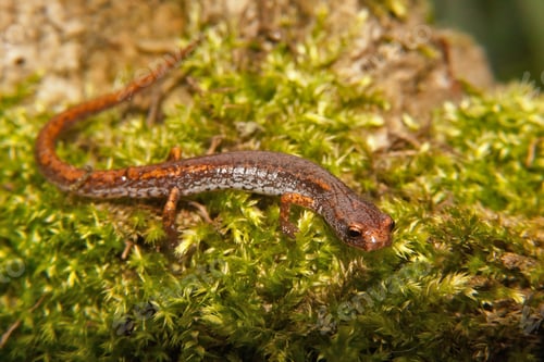 Preview: Closeup on an adult Foer-toed salamander, Hemidactylium scutatum in green moss