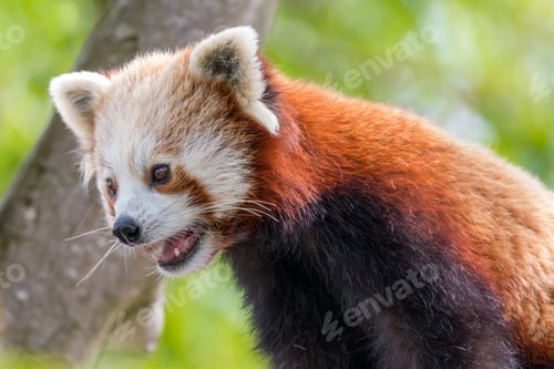 Preview: Red Panda Close-Up in Natural Green Habitat