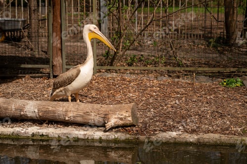 Preview: Pelican standing on a log in a zoo