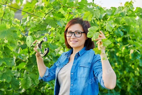 Preview: Portrait of woman gardener farmer making garter of vine bushes in vineyard