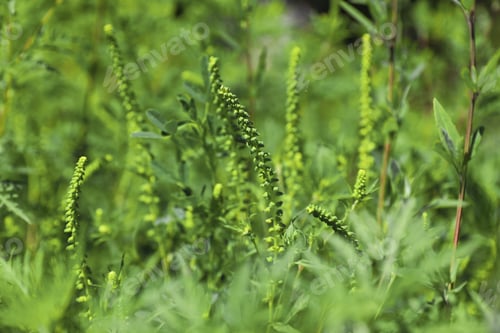 Preview: Blooming ragweed plant (Ambrosia genus) outdoors, closeup. Seasonal allergy