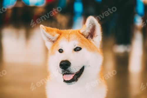 Preview: Akita Dog (Akita Inu, Japanese Akita) close up portrait