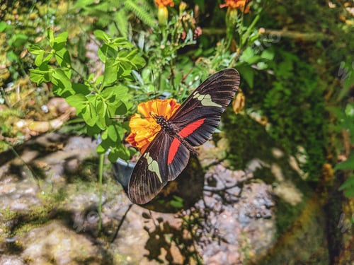 Preview: Forest butterfly