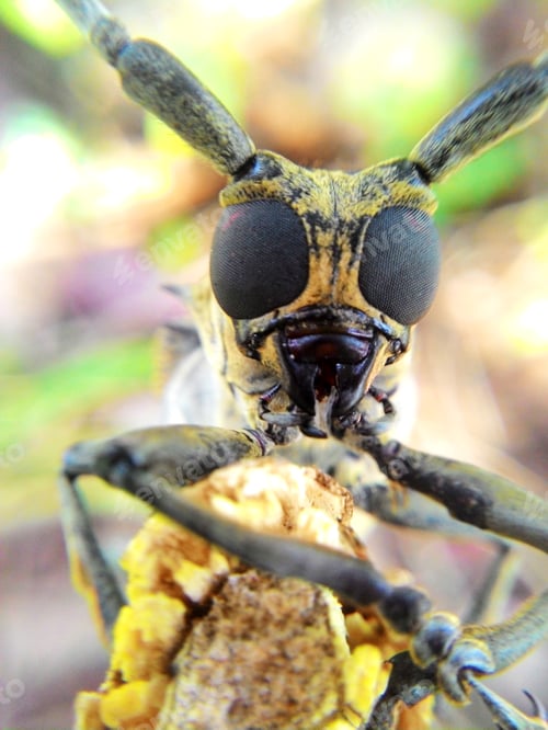 Preview: Cerambycidae
