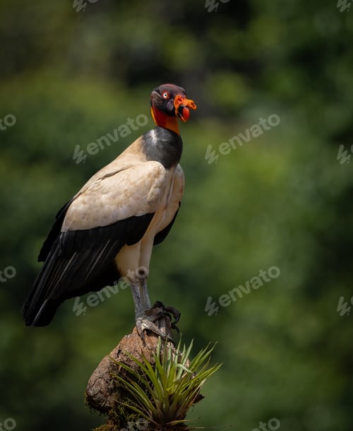Preview: King Vulture in Costa Rica