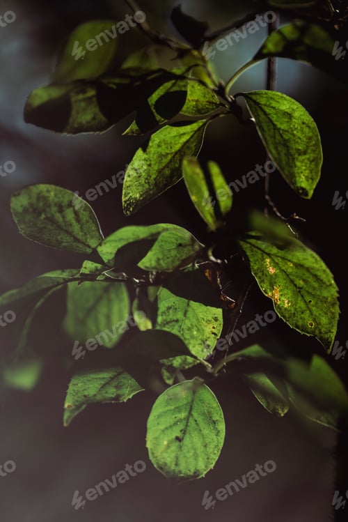 Preview: Green leaves of tree