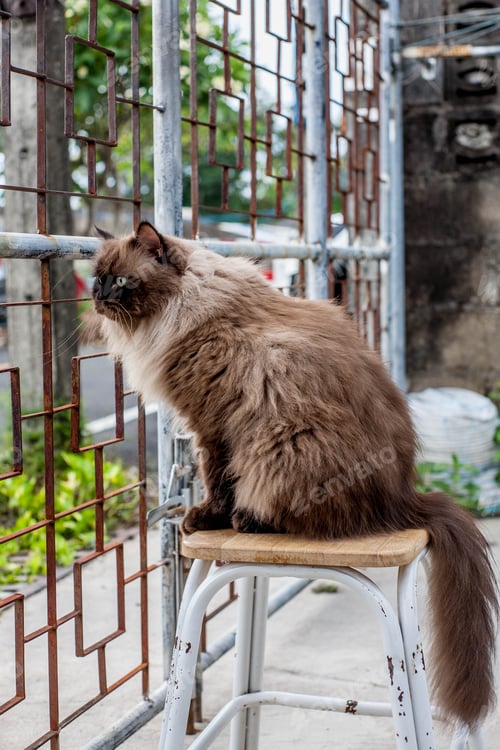 Preview: Persian cat sitting on chair and look straight alone motion.