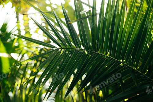 Preview: Tropical palm leaves, floral pattern background in summer time