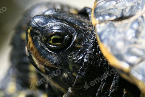Preview: Terrapin - Beacon Hill Park, Victoria, BC, Canada