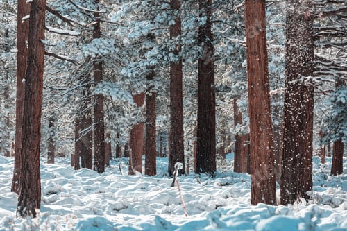 Preview: Winter forest