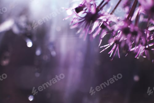 Preview: a drop of water on a purple flower. wild onions closeup. wild leek background.