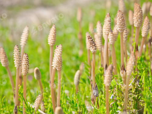 Preview: Field horsetail
