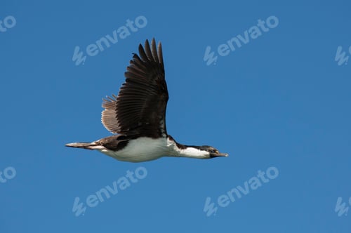 Preview: A blue eyed Shag flying in a blue sky over South Georgian Island.