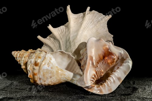Preview: Still life of big seashells on a black background