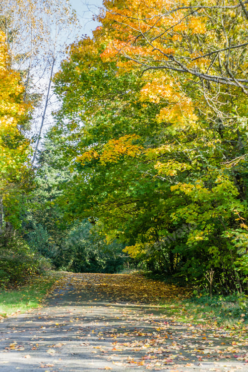 Preview: Autumn Trees And A Walkway In Seatac, Washington.