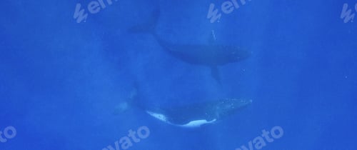 Preview: Two humpback whales swim in deep blue ocean water