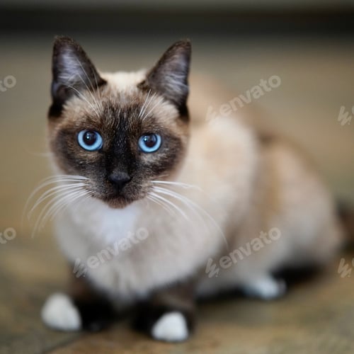 Preview: Selective focus image of a cute Siamese cat with striking blue eyes