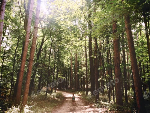 Preview: Walking in the woods