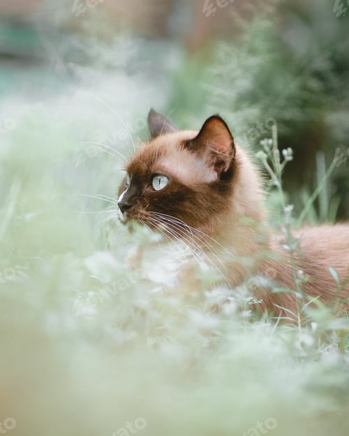 Preview: a cat is among the natural grass