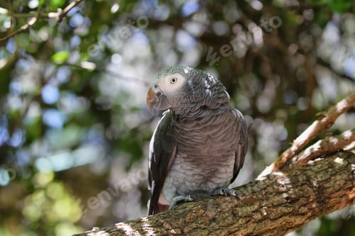 Preview: Timneh Grey Parrot