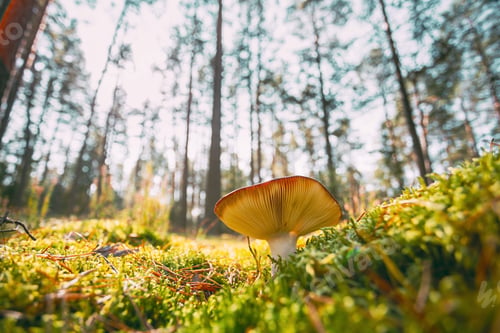 Preview: Belarus, Europe. Time lapse mushroom. Russula emetica - sickener, emetic russula, or vomiting