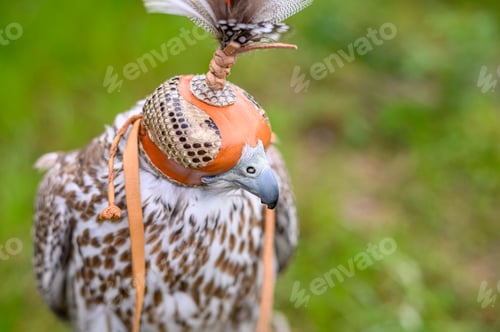 Preview: Small bird with long beak in
