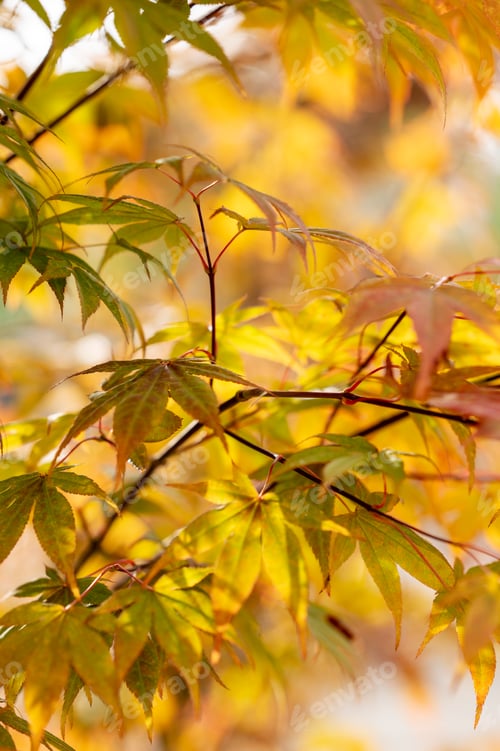 Preview: Close-up of yellow autumn leaves illuminated by soft light, showing the beauty of seasonal changes