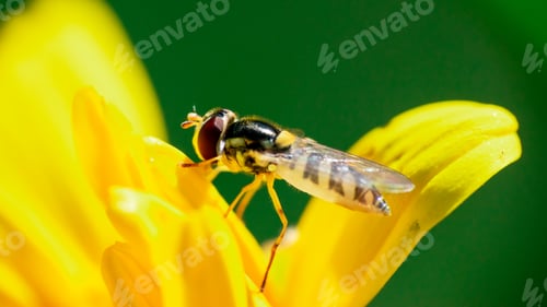 Preview: Yellow bug