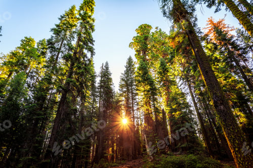 Preview: Sunrise In The Sequoia Forest A The Mariposa Grove Of Giant Sequoias In Yosemite National Park