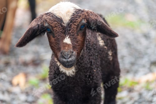 Preview: Closeup shot of an adorable fluffy baby goat with blue eyes on a blurred background