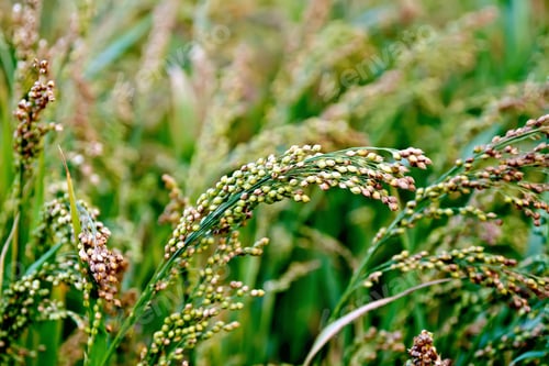 Preview: Millet stalks green