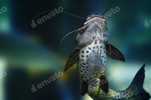 Preview: Jundiara Catfish (Pseudoplatystoma sp x Leiarius marmoratus) - Hybrid Freshwater Fish