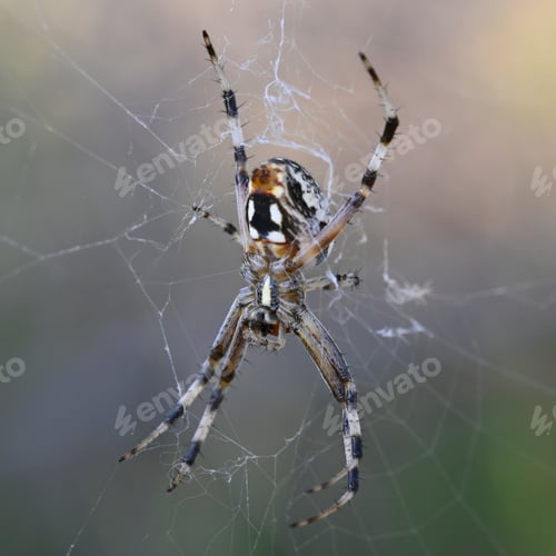 Preview: Macro shot of Western Spotted Orbweaver spider on a blurred background