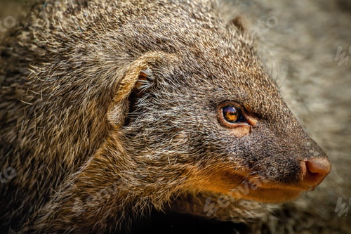 Preview: Adorable mongoose looking aside on a sunny day