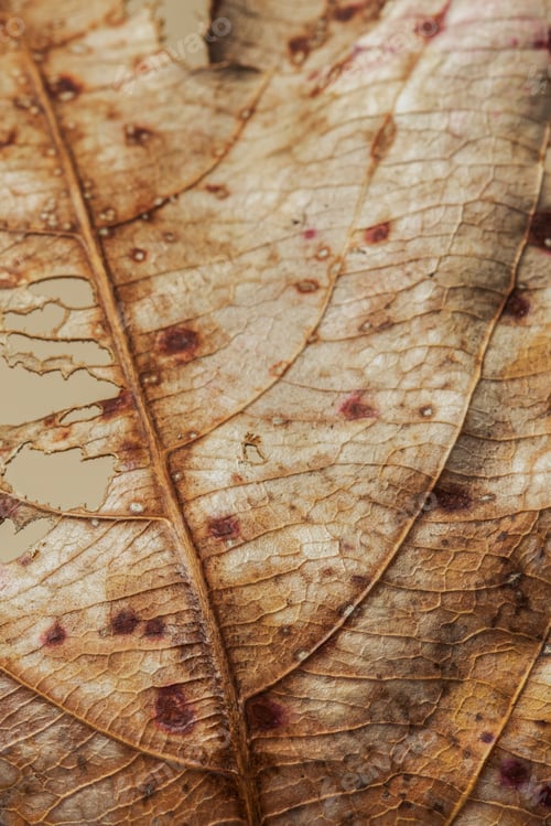 Preview: Decomposed dried brown leaf macro shot