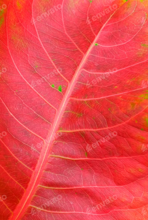 Preview: Close up of colorful red autumn leaf texture background of tropical almond tree in vertical frame