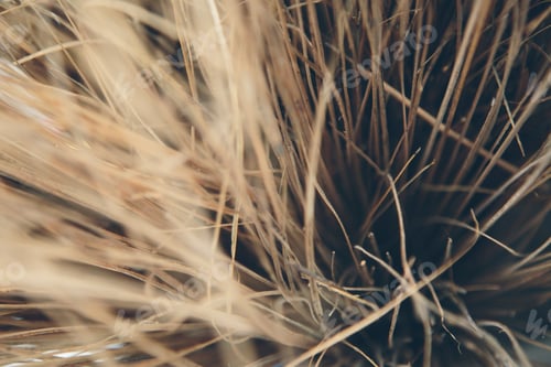 Preview: Besom