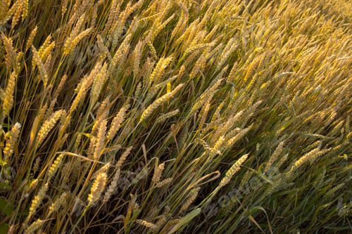 Preview: Wheat, rye field. Ears of golden wheat, rye close-up. Rural landscapes sunlight.