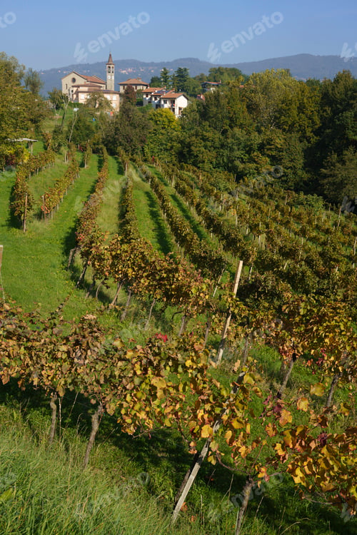 Preview: Vineyards in the park of Curone, Lecco province, Italy