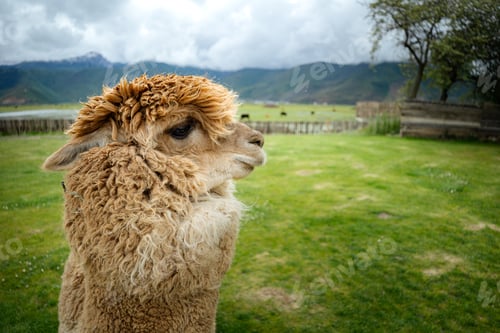 Preview: Close up alpaca in a grass field on a farm