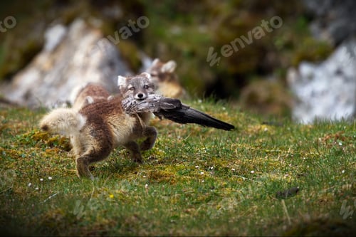 Preview: Young wolf with a bird carcass in its mouth in the Svalbard tundra in Norway