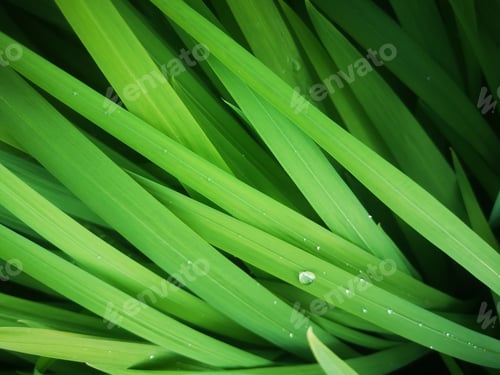 Preview: Green green blades of grass