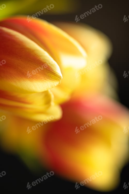 Preview: A blurry macro image of a red-orange tulip