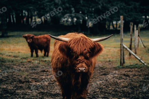 Preview: Close up of a Scottish highland cow in a paddock