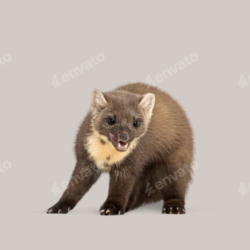 Preview: Cute pine marten licking its lips on a seamless gray background